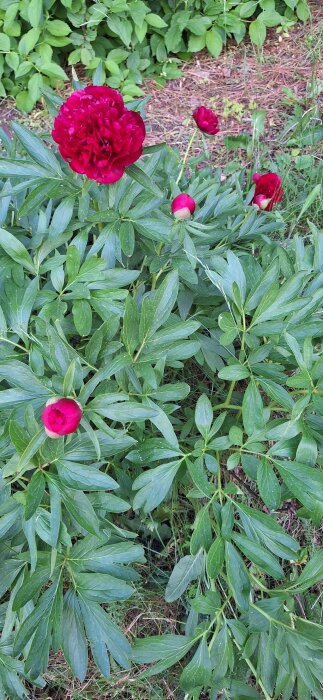 Pionbuske med röda blommor och knoppar bland gröna blad i trädgården.