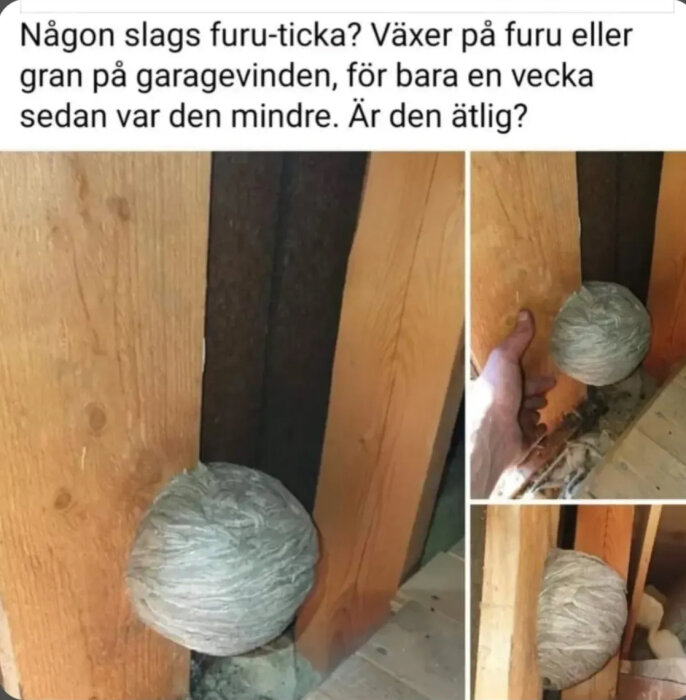 Svamp eller mögelklump växer på träbalk i garage, visas i tre bilder med en hand för jämförelse. Fråga om den är ätlig och typ av svamp.
