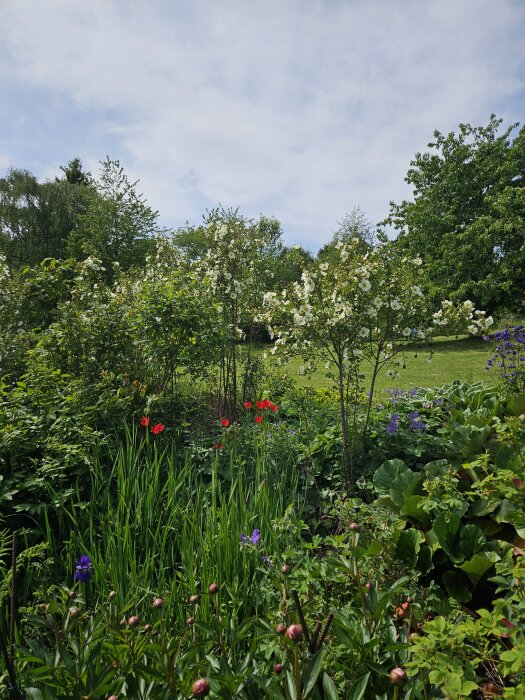 Sena vildtulipanen Sprengeri, Råssnäsros i bakgrunden och bondpioner i knopp syns i en grönskande trädgård.
