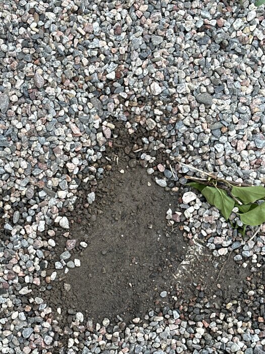 Gruslager med en synlig markduk och jord under, omgiven av små stenar och några gröna blad på sidan.