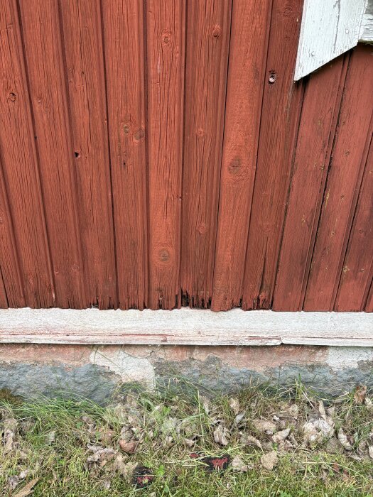 Sliten röd träfasad med sprucken yta nära stengrund, omgiven av gräs och löv.