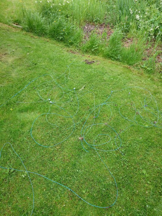 Gröna gräsmattan med blå slingor på marken och flera synliga skarvar längs slingans väg.