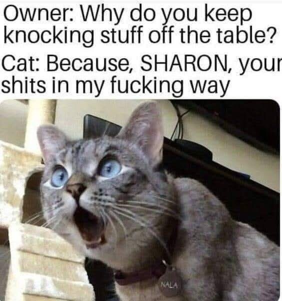 Grå katt med vidöppna ögon och mun, text ovanför beskriver en humoristisk dialog mellan katten och ägaren om att riva ner saker från bordet.