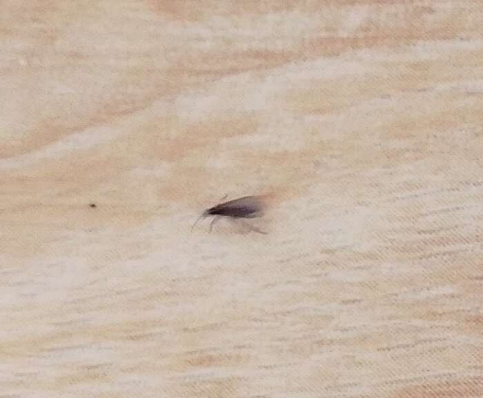 Fluga inomhus på beige yta, nära inlägg om grävjobb på tomten.