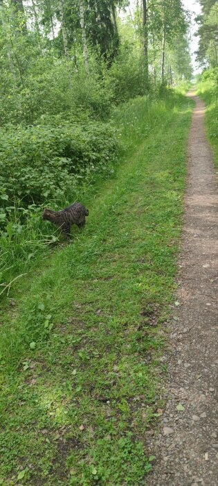En katt går på en smal stig genom grönskande skog med träd och buskar på sidorna.