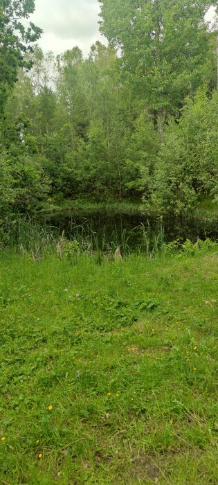 Grönskande landskap med tät skog och gräs vid en liten stilla damm, omgiven av höga träd och frodig vegetation.