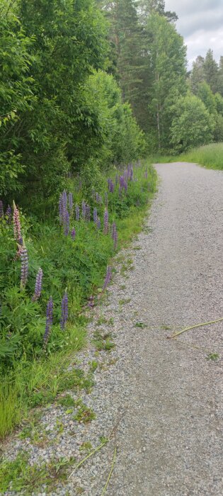 Grusväg omgiven av grönska och lupiner på vänster sida, skog i bakgrunden.