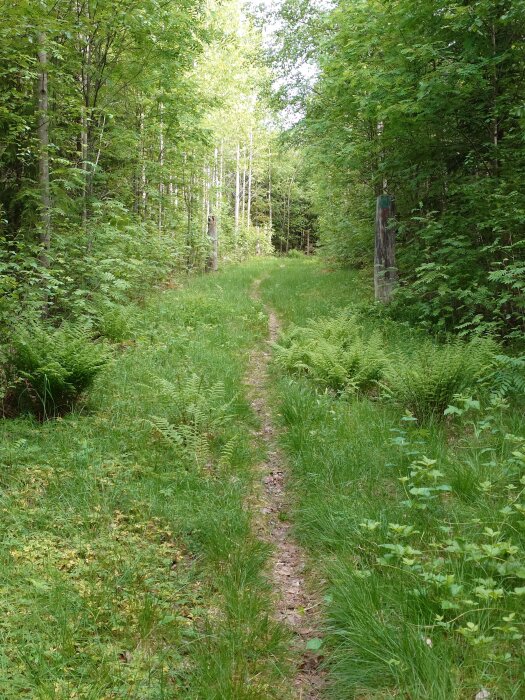 Skogsstig omgiven av tät, grön vegetation och höga träd med ormbunkar längs marken under en solig dag.