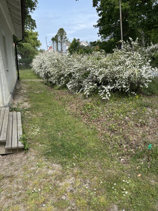 Vit vägg vid huset, grön gräsmatta bredvid blommande vita buskar utomhus under blå himmel.