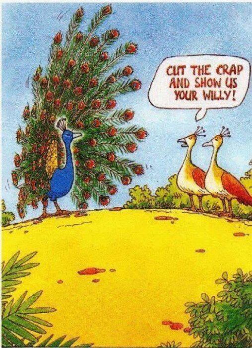 Tecknad bild av två fåglar som kommenterar påfågelns fjädrar med text i en pratbubbla.