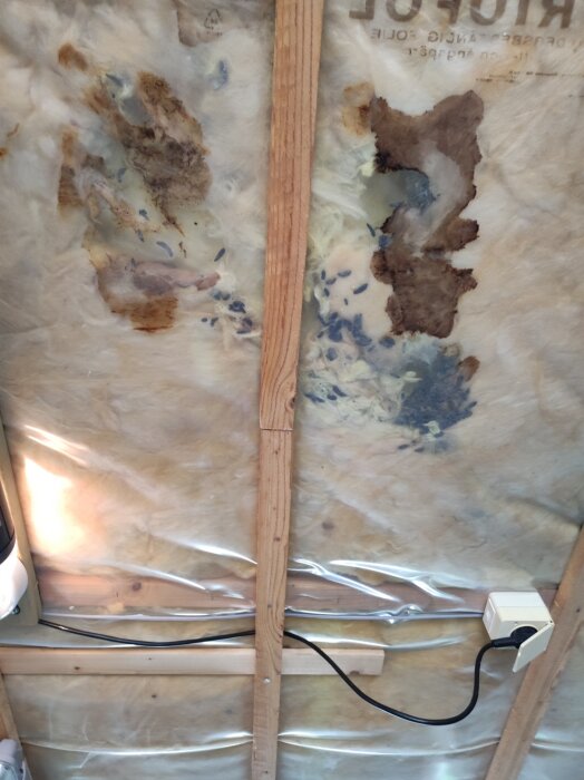 Fuktskador och djurspillning synliga i isoleringen i garagets tak gavel.