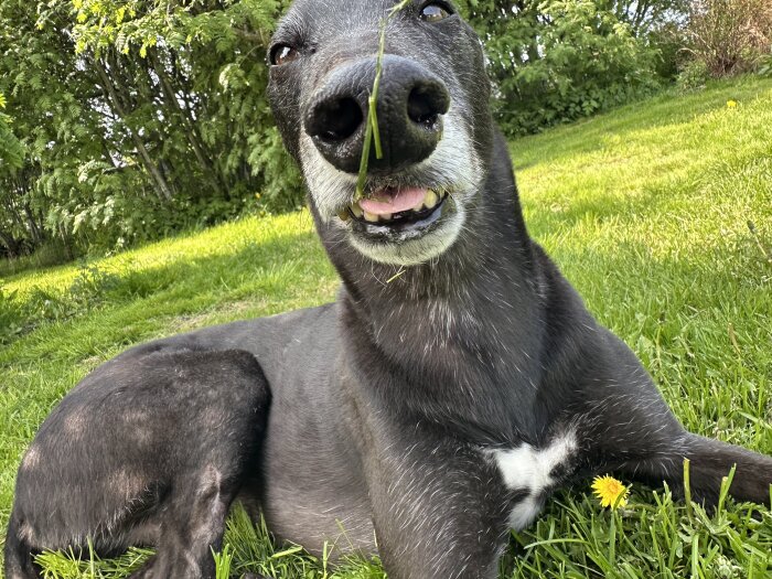 Hund som ligger i gräset och ser avslappnad ut, med en maskros bredvid och buskar i bakgrunden.