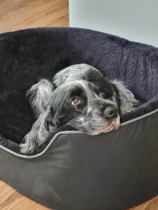 Hund ligger mysigt i en svart hundbädd.