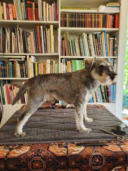 Hund på bord framför bokhylla, redo för klippning, med kam och sax bredvid.