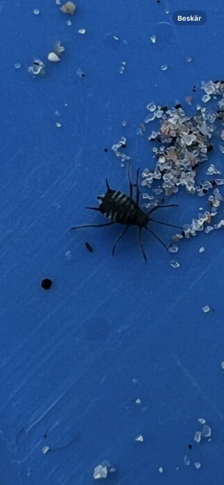 Insekt med randig kropp och långa antenner på en blå yta, omgiven av små sandkorn.