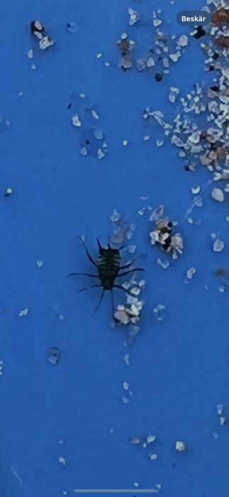 En liten insekt med flera ben på en blå yta, omgiven av små vita partiklar.