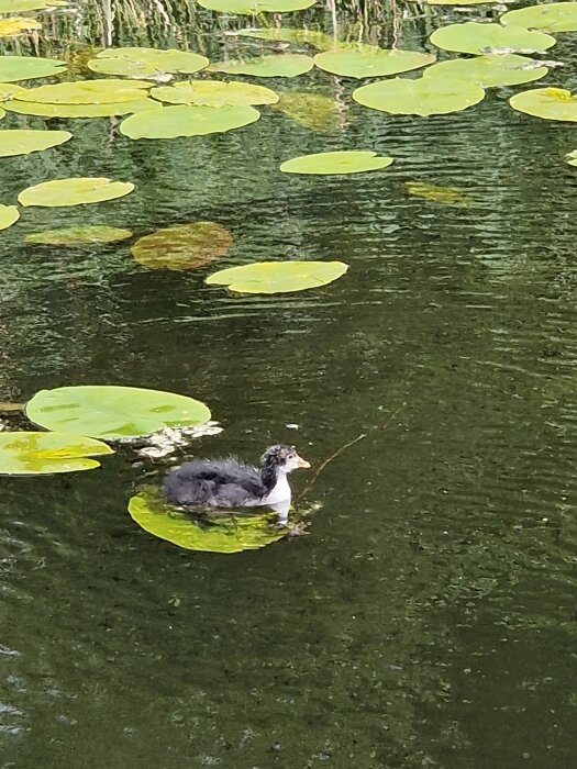 Ung fågel simmar i en damm full av vattenliljor.