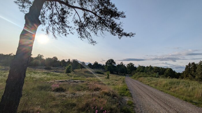 En grusväg i landsbygden omgiven av gräs och träd under solnedgången, med solstrålar genom ett träd i förgrunden.