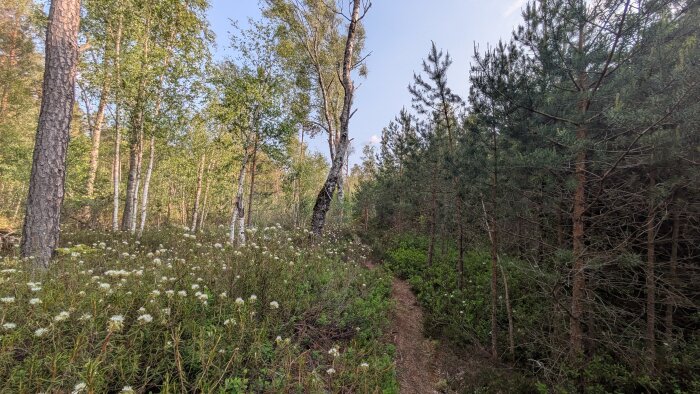 Skogsstig omgiven av barr- och lövträd med blommande växter i förgrunden under en klar himmel.