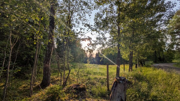 Solbelyst glänta i skogen med träd och gräs, ett staket syns och en grusväg slingrar sig genom landskapet.