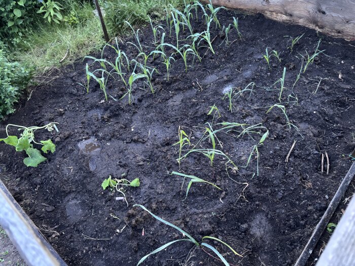 Majsplantor och några andra växter i en upphöjd odlingsbädd. Jorden är mörk och fuktig med små plölar av vatten.