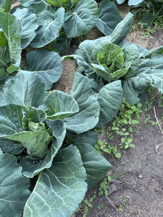Planterad spetskål i en trädgård med gröna, kupade blad och omgivande jord.