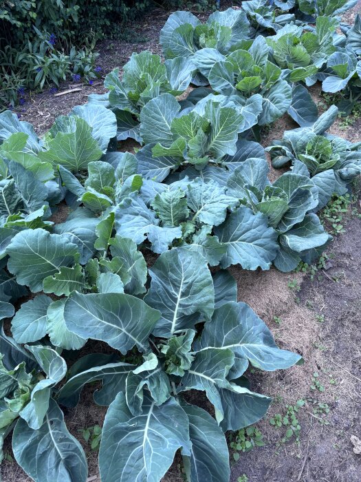 Kålplantor växer i trädgårdsbädd; stora gröna blad täcker marken.