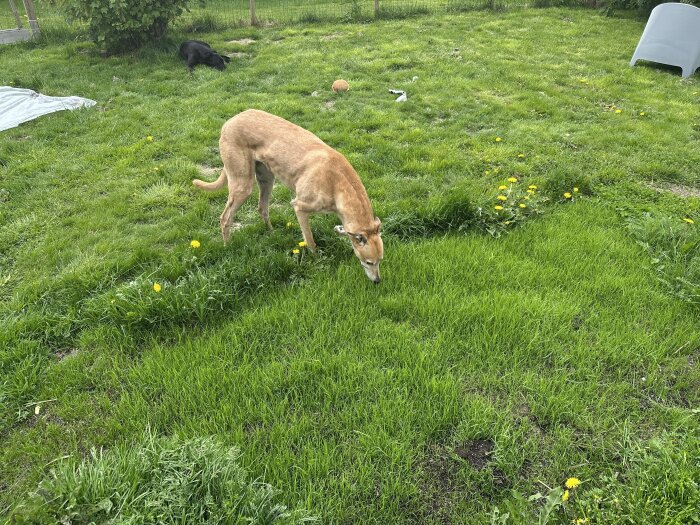 Hund nosar på nytt gräs i trädgård, med en annan hund i bakgrunden.