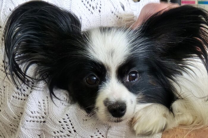 En liten hund med stora öron ligger i någon famn och ser avslappnad ut.