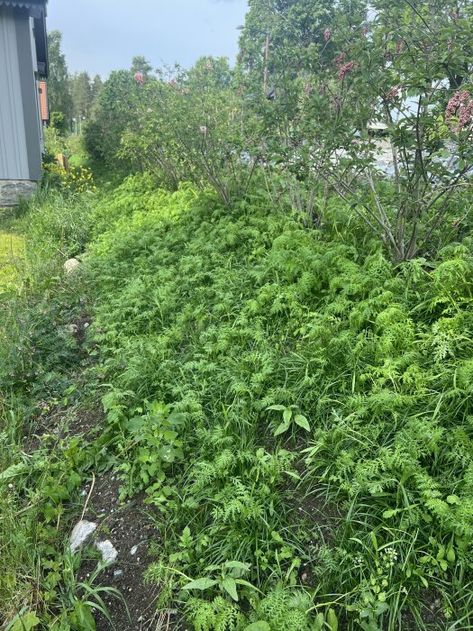 Gröna plantor och buskar i en trädgård bredvid ett hus, efter ett skyfall. Vissa buskar med rosa blommor, omgivna av grönska.