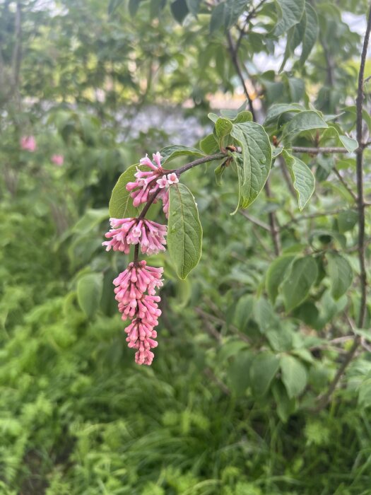 Närbild av rosa syrenblomma hängande från en gren, omgiven av gröna blad och bakgrund av lummig växtlighet.