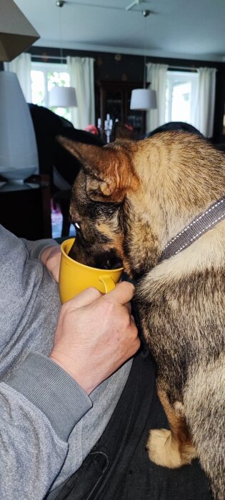 Västgötaspets med nosen i en kaffekopp håller på att dricka.