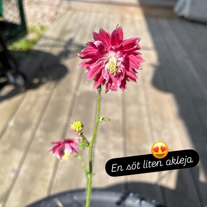 Röd akleja blommar i en kruka på en träaltan i solen.