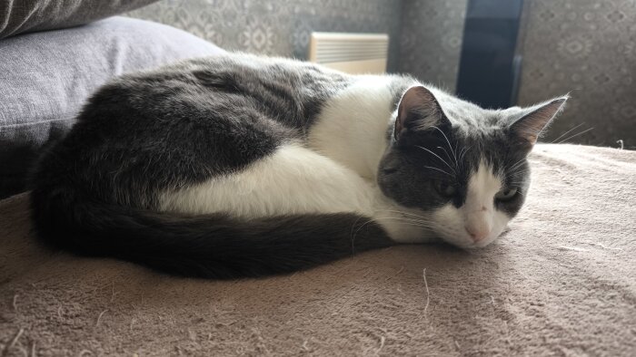 Katt vilar på en filt i ett soligt rum.