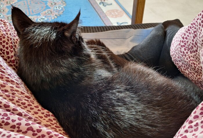 En svart katt ligger i någons knä på rosa pyjamasbyxor med hjärtmönster. En blå matta syns i bakgrunden.