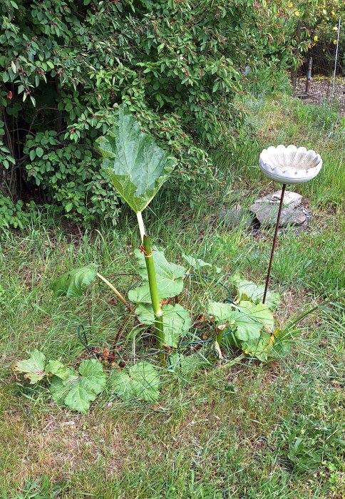 Rabarberplanta i en trädgård bredvid ett fågelbad, omgiven av grönt gräs.