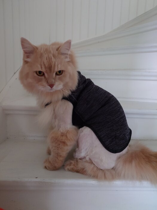 Ljus orange katt undersökt i en mörk tröja sitter på en vit trappa, nyklippt päls.
