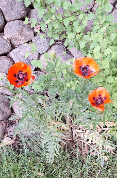 Röda vallmoblommor med gröna blad framför en stenhög i en trädgård.