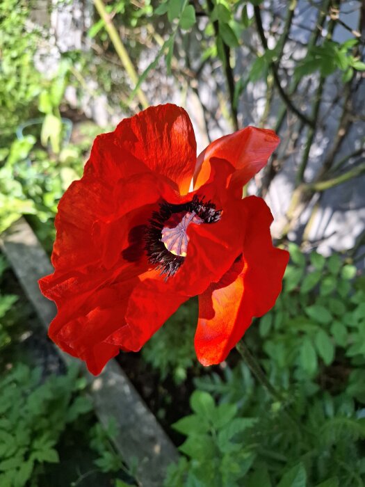 Röd vallmoblomma i trädgård med gröna bladverk i bakgrunden.