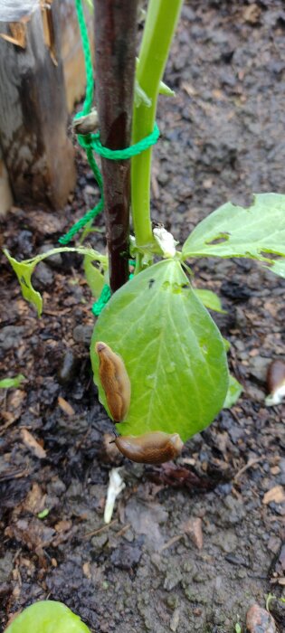 Två sniglar kryper på ett blad av en planta i en odlingstunnel, omgivna av jord och grönska.