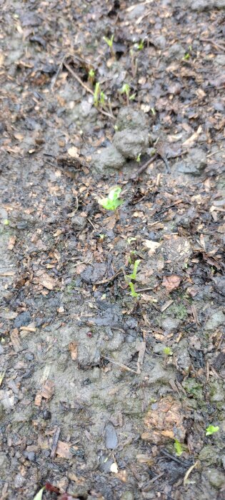 Jordyta med små nygrodda plantor i en odlingstunnel, där sniglar har ätit av grödorna.