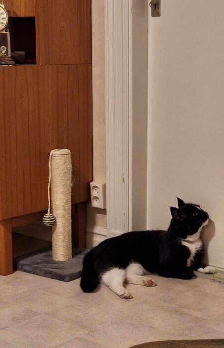 Svart och vit katt ligger på golvet framför en stängd dörr med ett klösträd och en möbel i bakgrunden.
