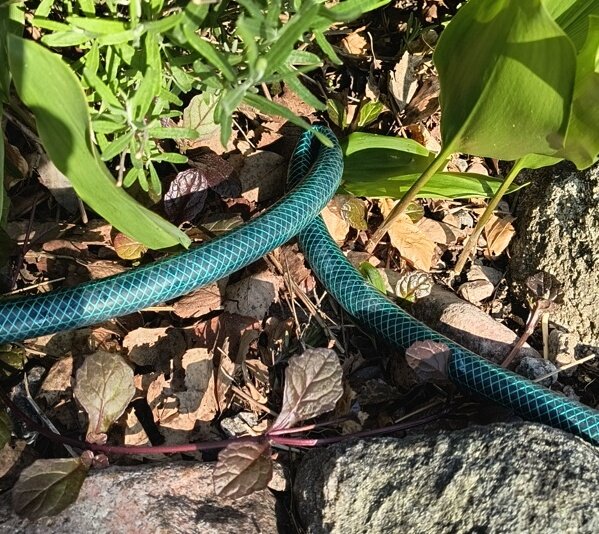 Trädgårdsslang bland växter och stenar.