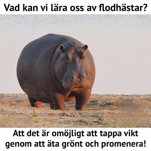 En flodhäst står på stranden med text som skämtar om att det är svårt att gå ner i vikt genom att äta nyttigt och promenera.