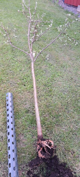 Äppleträd med rötterna blottlagda bredvid ett perforerat plaströr på gräsmatta; trädets blad är glesa och roten är skadad.