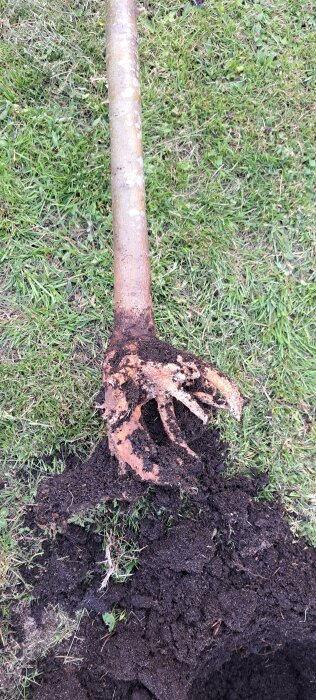 Äppleträd med exponerat rotsystem på gräsmatta, delvis täckt med jord, undersöks för potentiella skador eller problem.