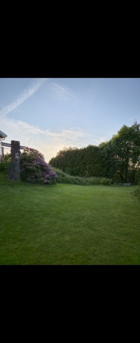 Grön trädgård med höga träd i bakgrunden som skymmer solen, en rabatt med blommor och en fågelholk syns till vänster.