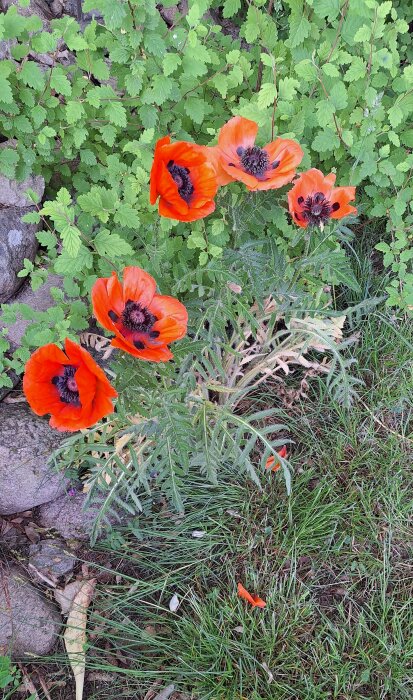 Orange vallmoblommor i en trädgård med gröna buskar och gräs i bakgrunden.