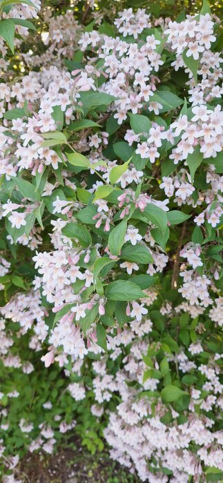 Blommande Paradisbuske med massor av vita och rosa blommor i full blom.