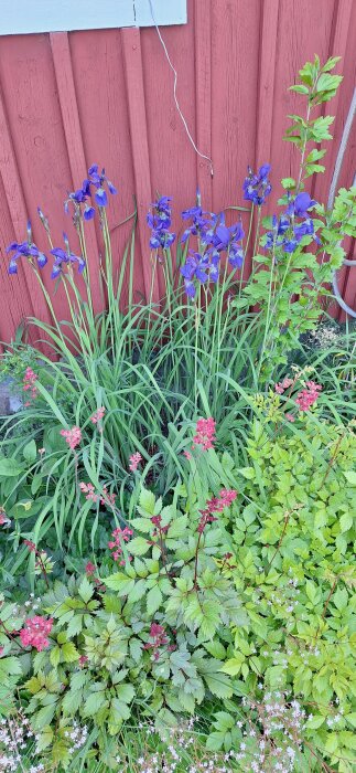 Blommande iris och grönskande paradisbuskar mot en röd trävägg.